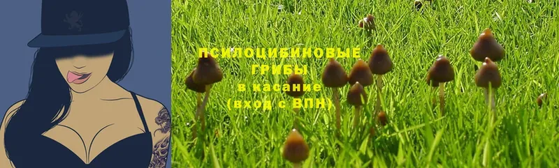 Псилоцибиновые грибы Psilocybine cubensis  блэк спрут зеркало  Пучеж 